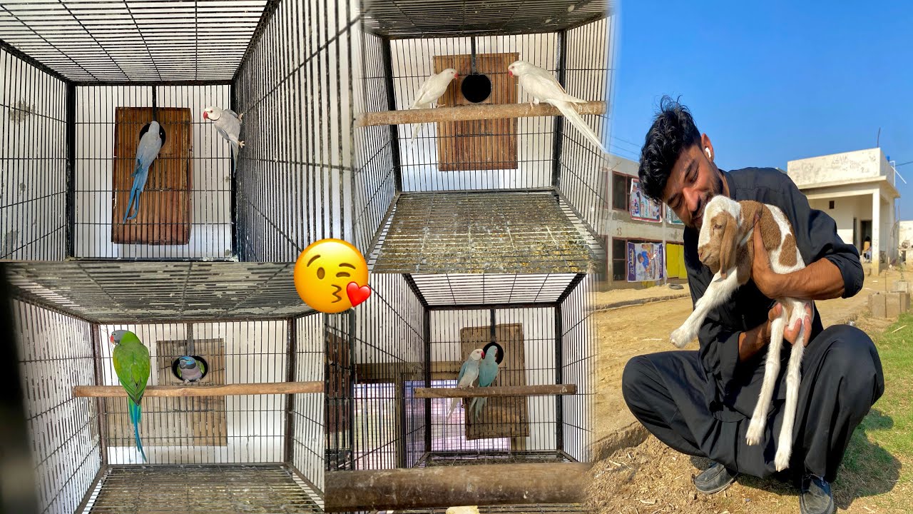 Allahamdullah Hamari Dumbi Na ek Peyari Se Bachi De 🙈😝😘#haroonjadoonvlogs 