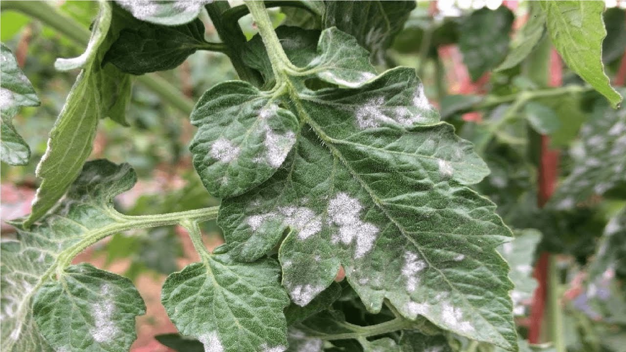 O&Iacute;DIO E M&Iacute;LDIO COMO ELINAR NAS PLANTAS(Receita caseira com alho, canela e vinagre)