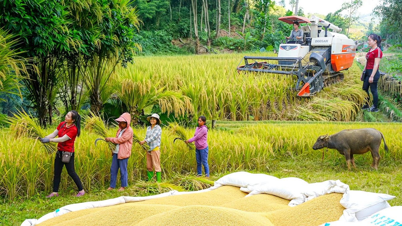 TIMELAPSE: Use Truck to Transport Rice Threshing Machine & Heavy Bags of Rice to Villagers