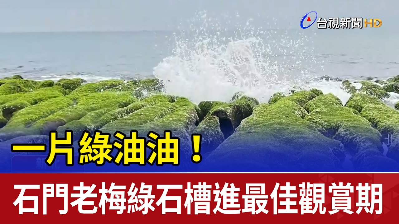 一片綠油油！ 石門老梅綠石槽進最佳觀賞期
