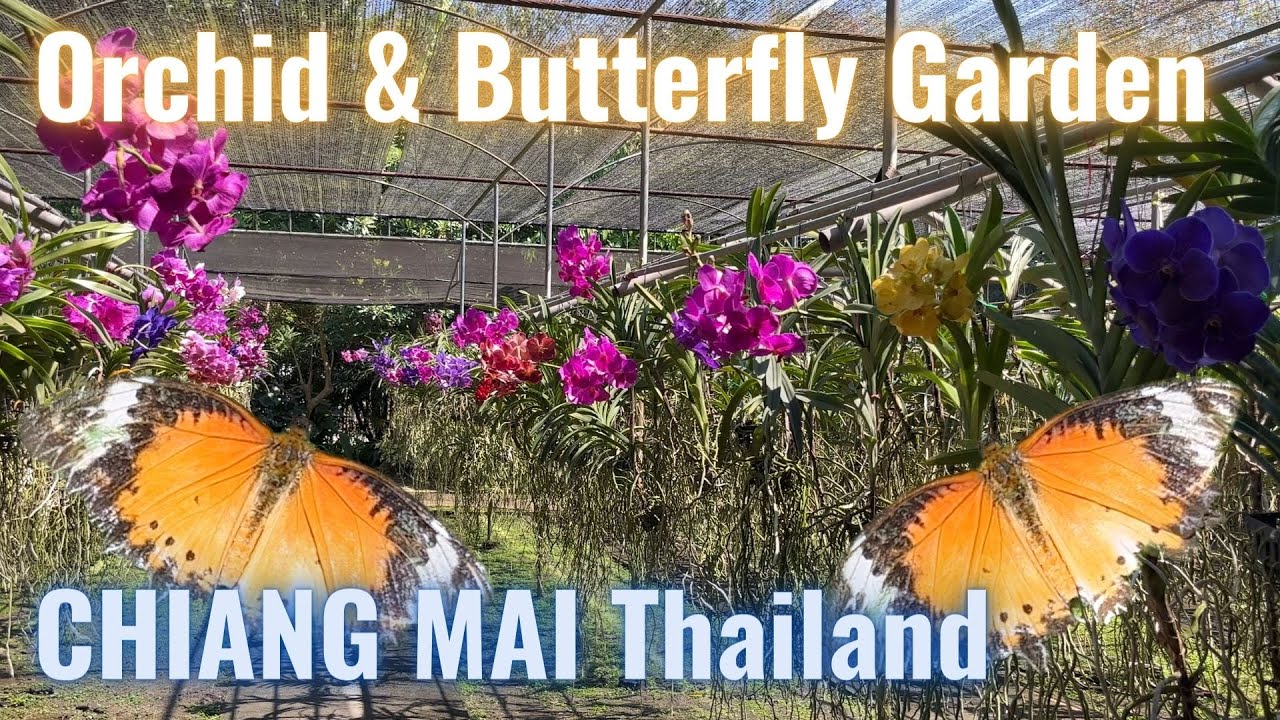 Bai Orchid Butterfly Farm in Chiang Mai - Thailand