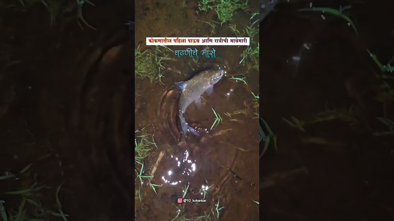 पहिल्या पावसाचे चढणीचे मासे २०२५ 🐟🤩 #fishing #kokan