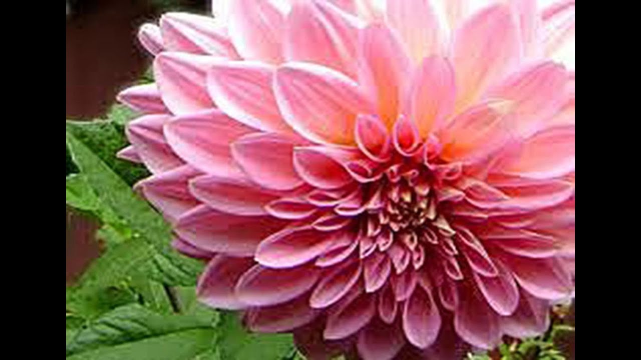 ♫ ♪ ❤ Dalia ❀‿❀ Konkani song ❤ ♪ ♫