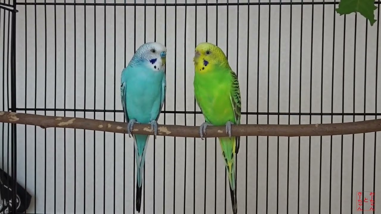我が家のインコ　おーちゃんときーちゃん(184その1)　プレゼントたくさんのインコ。