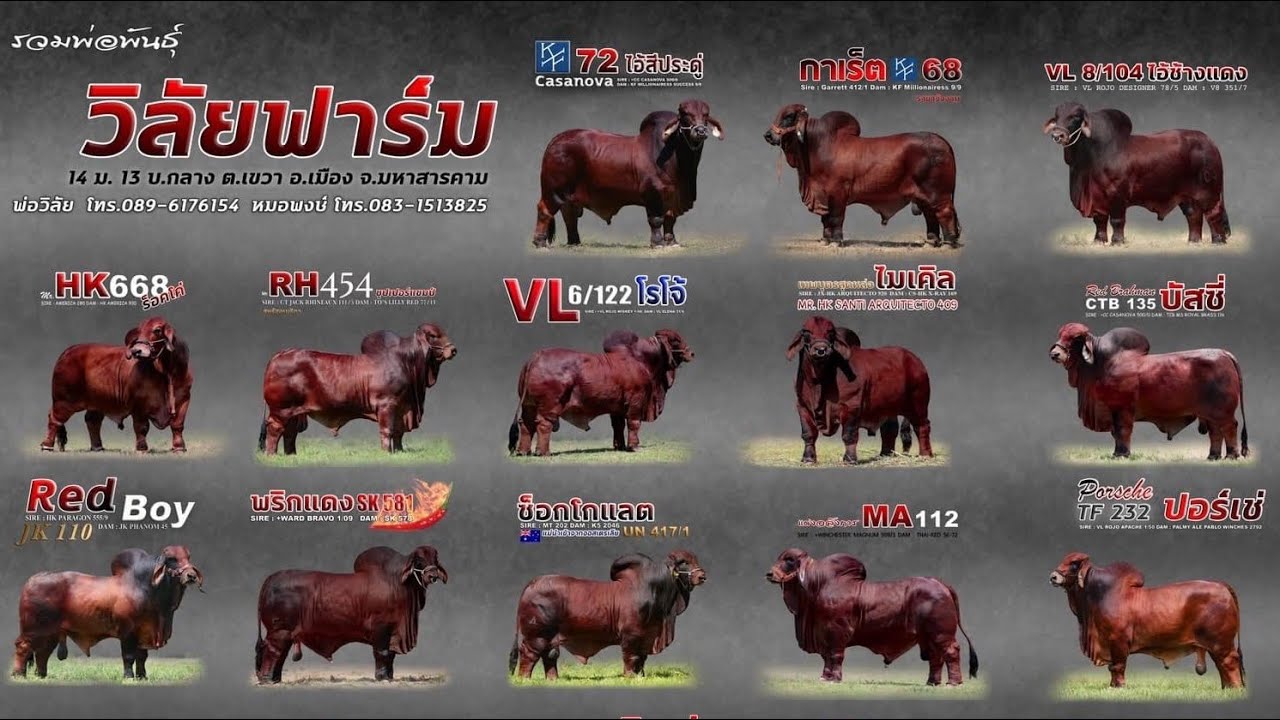 วิลัยฟาร์ม พ่อพันธุ์นำเข้าจาก อเมริกา ต.เขวา อ.เมือง จ.มหาสารคาม โทร.0831513825