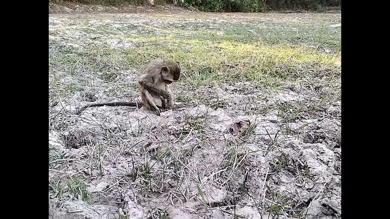 Monkey Daily Show
