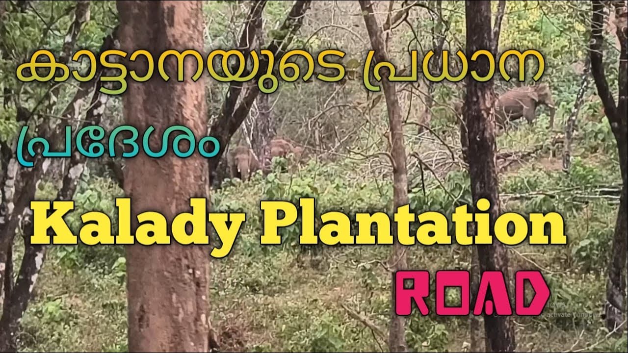 Kalady Plantation Road / കാട്ടാനയുടെ പ്രധാന പ്രദേശം