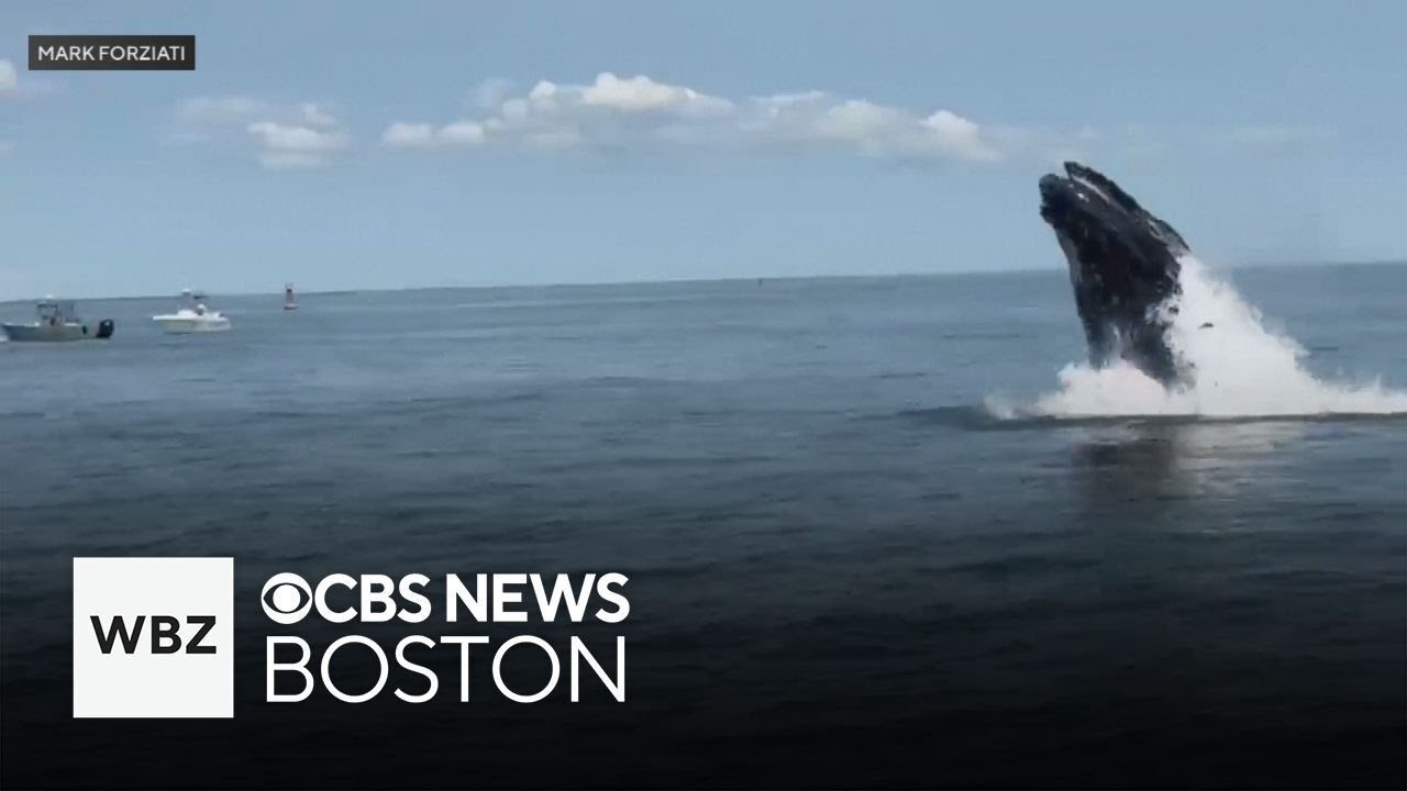 Whale puts on show for boaters near Deer Island in Boston Harbor