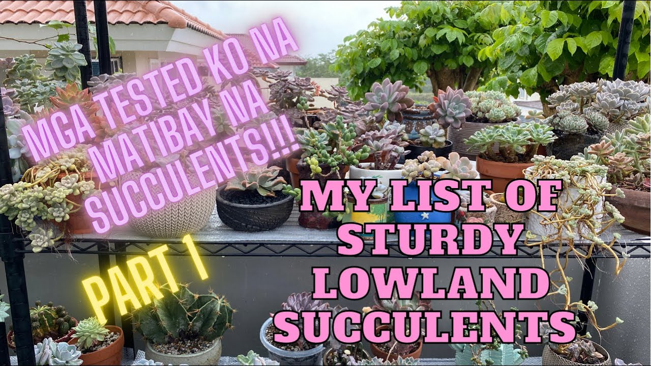 MUST HAVE STURDY LOWLAND SUCCULENTS!!