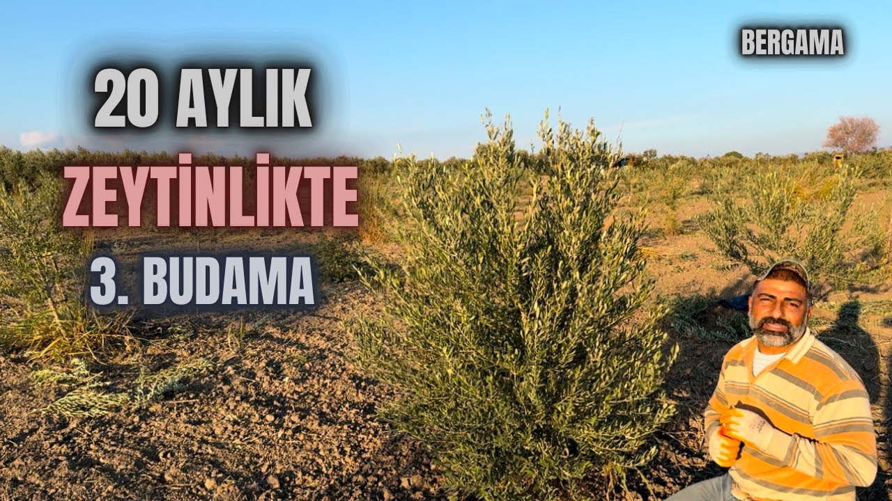 2 Yaş Zeytin Ağacı Nasıl Budanır? How to Prune a 2 Year Old Olive Tree?