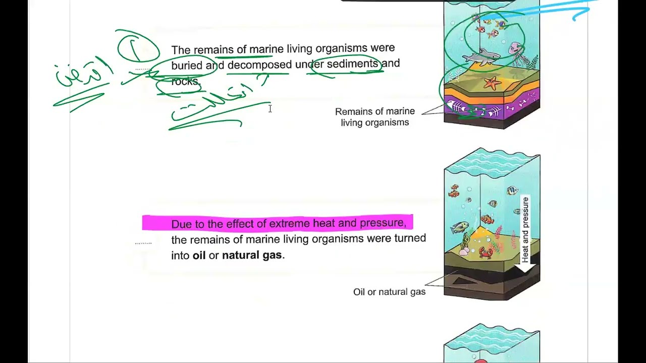 Grade4 Lesson 3 Concept 3.2  شرح الدرس الثالث الكونسيبت الثانى  ساينس سنة رابعة