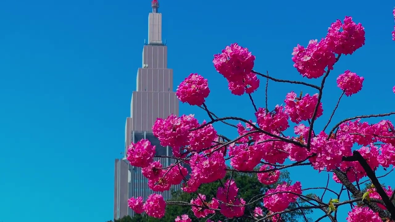 Chasing Sakura