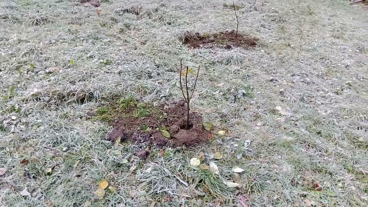 PLANTANDO FRUTALES EN VERA EL RIO