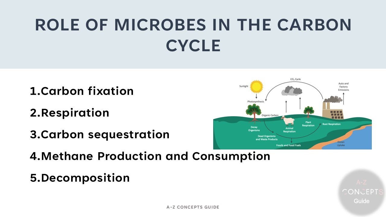 Role of microbes in carbon cycle | Carbon cycle | A-Z Concepts guide
