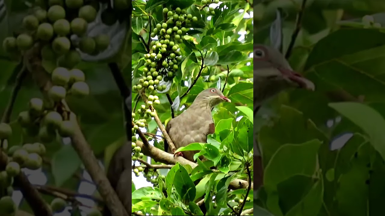 Berburu burung pergam jumbo