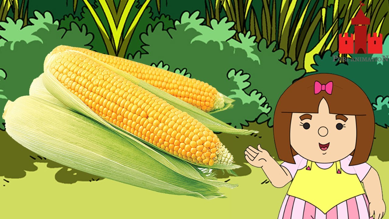 Mengenal Buah Jagung | Puri Animation
