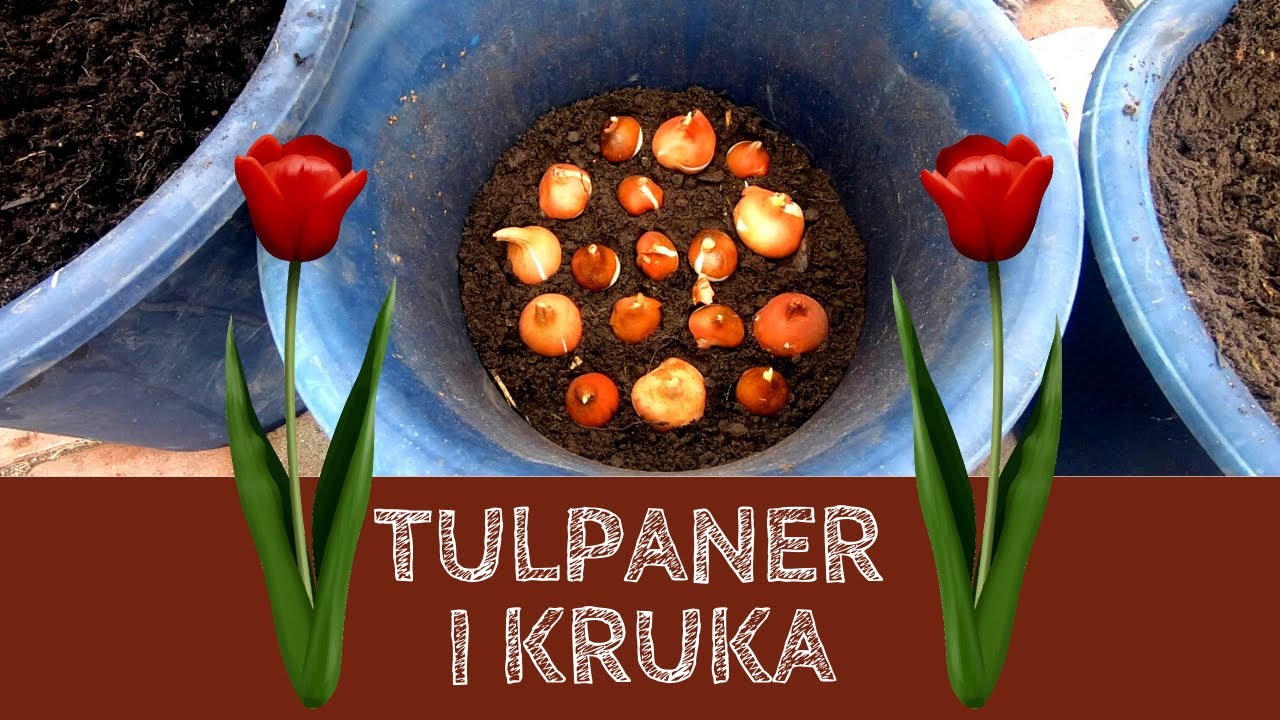 TULPANER i kruka - Vad du ska tänka på!