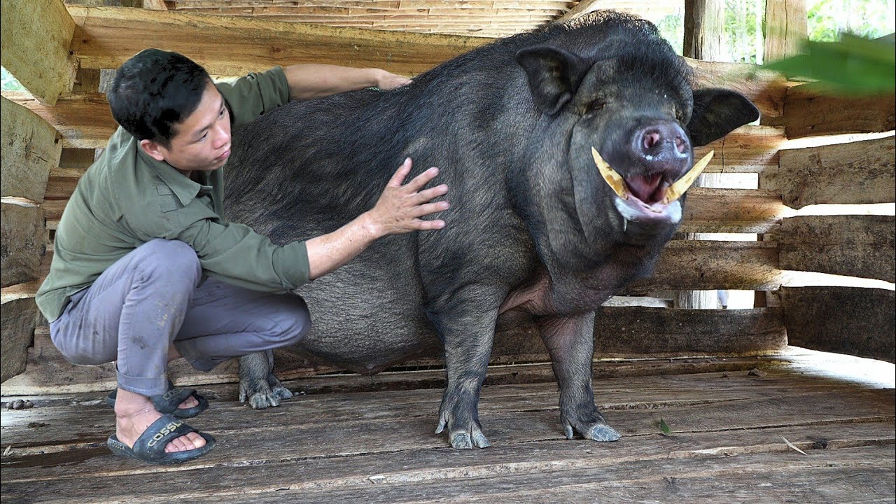 A Litter of Piglets Was Born, Cooking Porridge And Taking Care of The 500kg Mother Pig