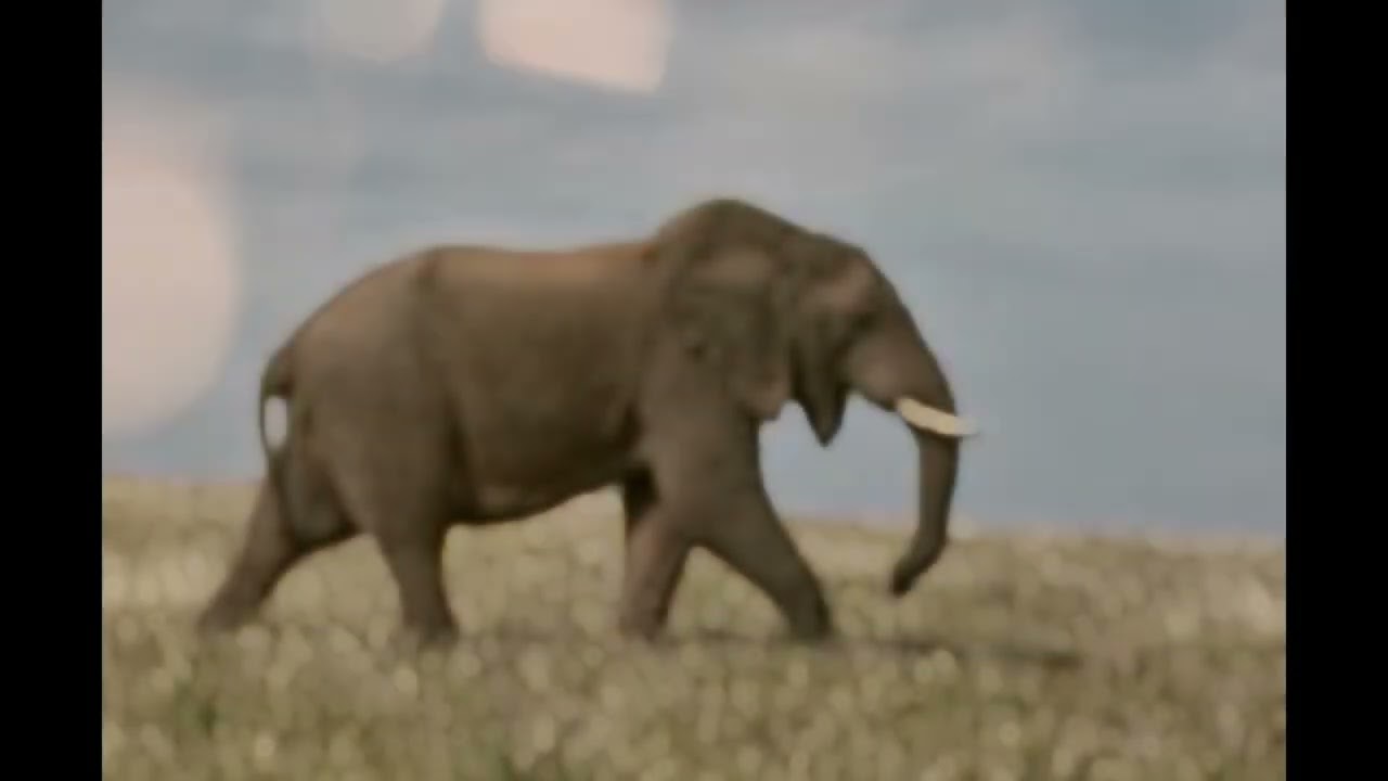 Ubuhanga n’Ubudahangarwa bw’Inzovu