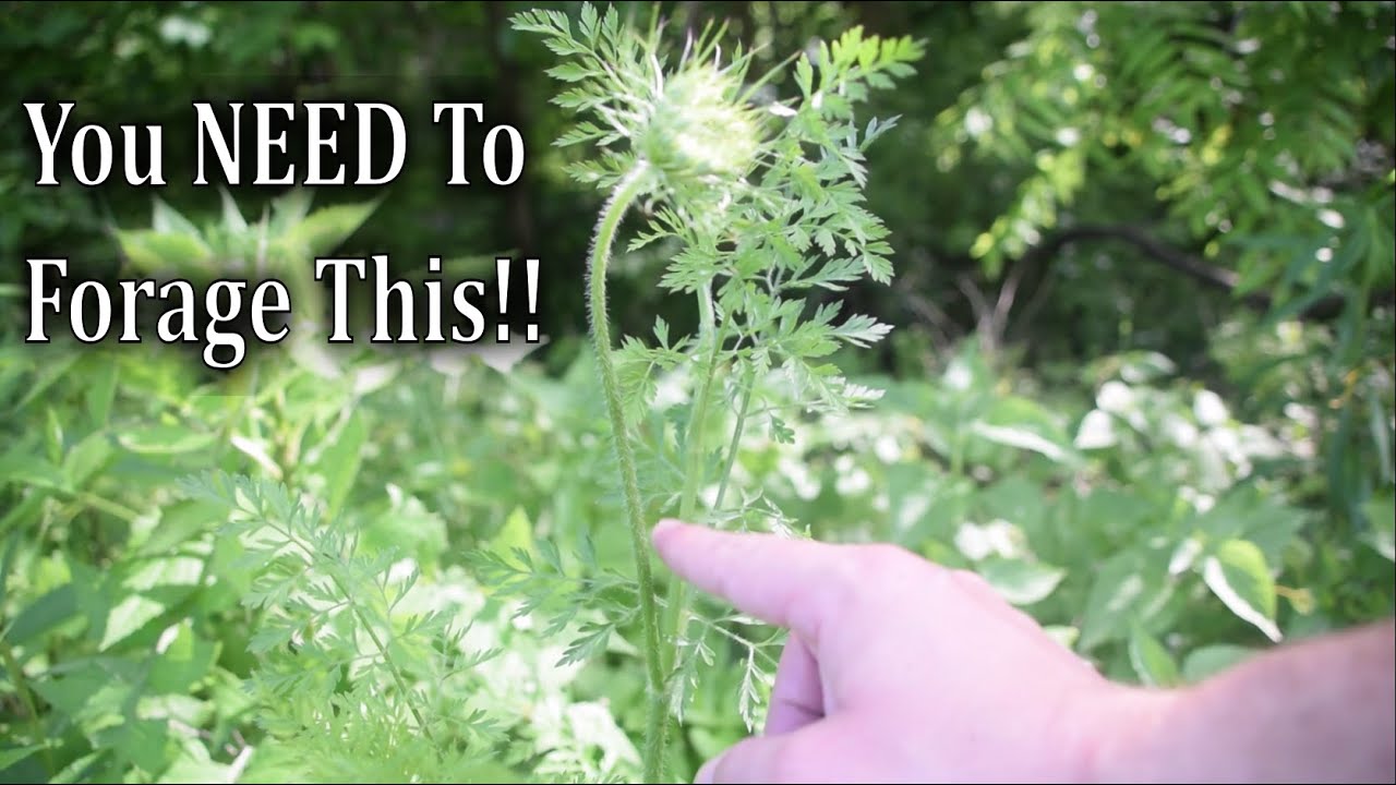 Foraging Wild Carrot Stems, The BEST Part of Wild Carrot