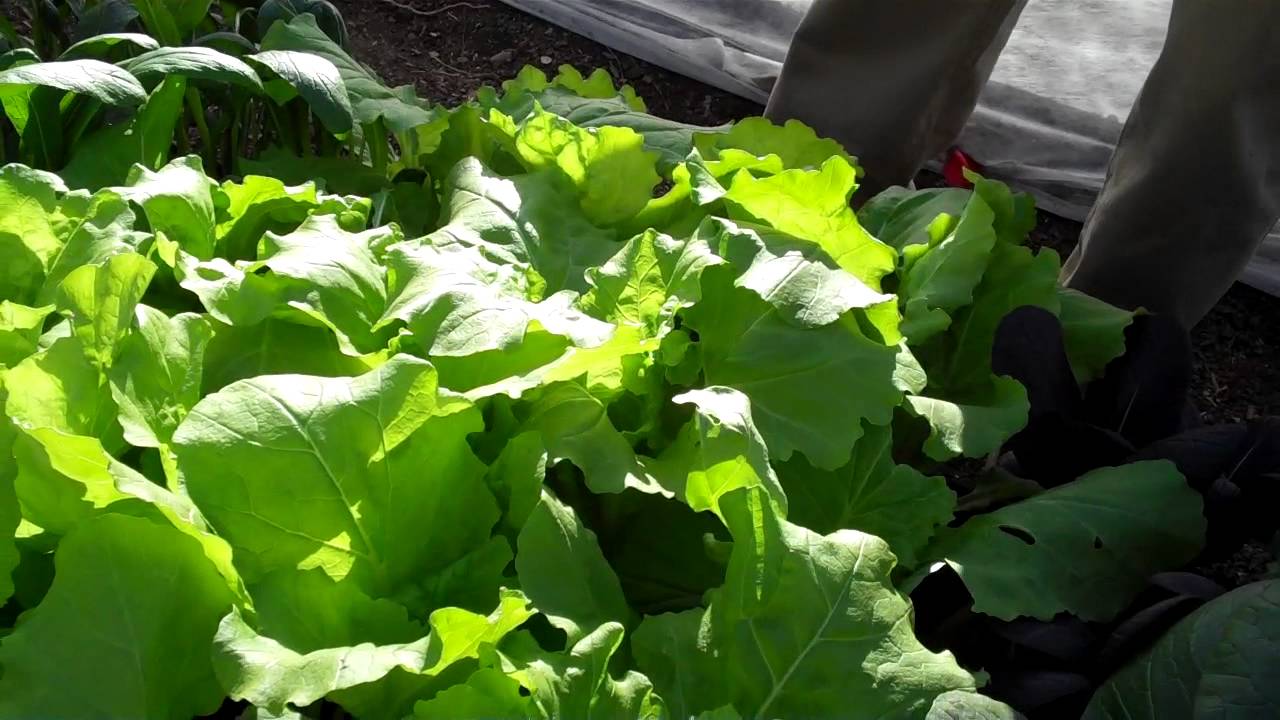 Asian Greens in the Robb Garden