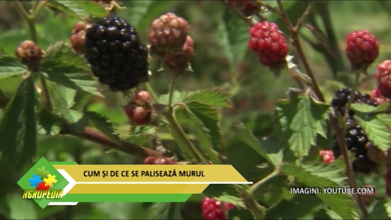 Cum și de ce se plantează murul
