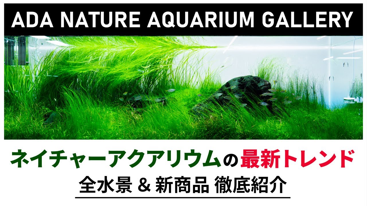 【アクアリウム】ADAネイチャーアクアリウムの最新トレンド 全水景＆新商品全て紹介 ADA本社のネイチャーアクアリウムギャラリー ウェルカムデイ潜入　水草レイアウト水槽　水草水槽　熱帯魚