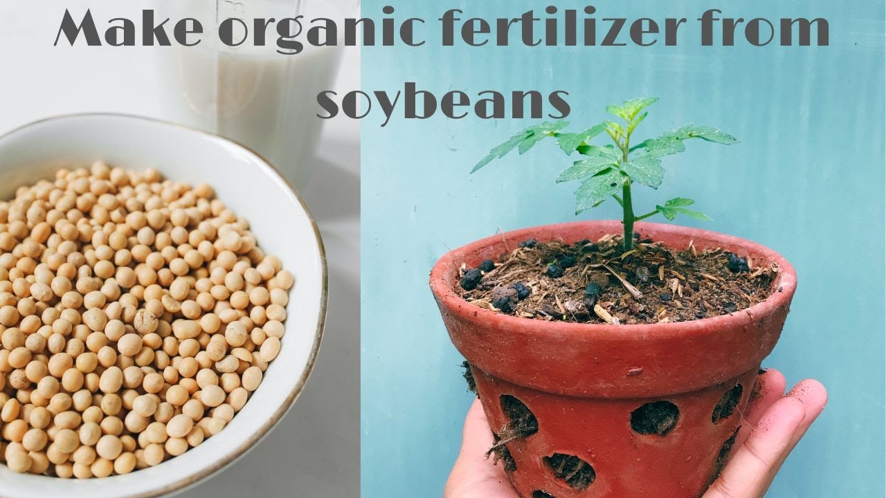 Make Organic Fertilizer From Soybeans ,Organic Fertilizer Is Indispensable In Your Garden
