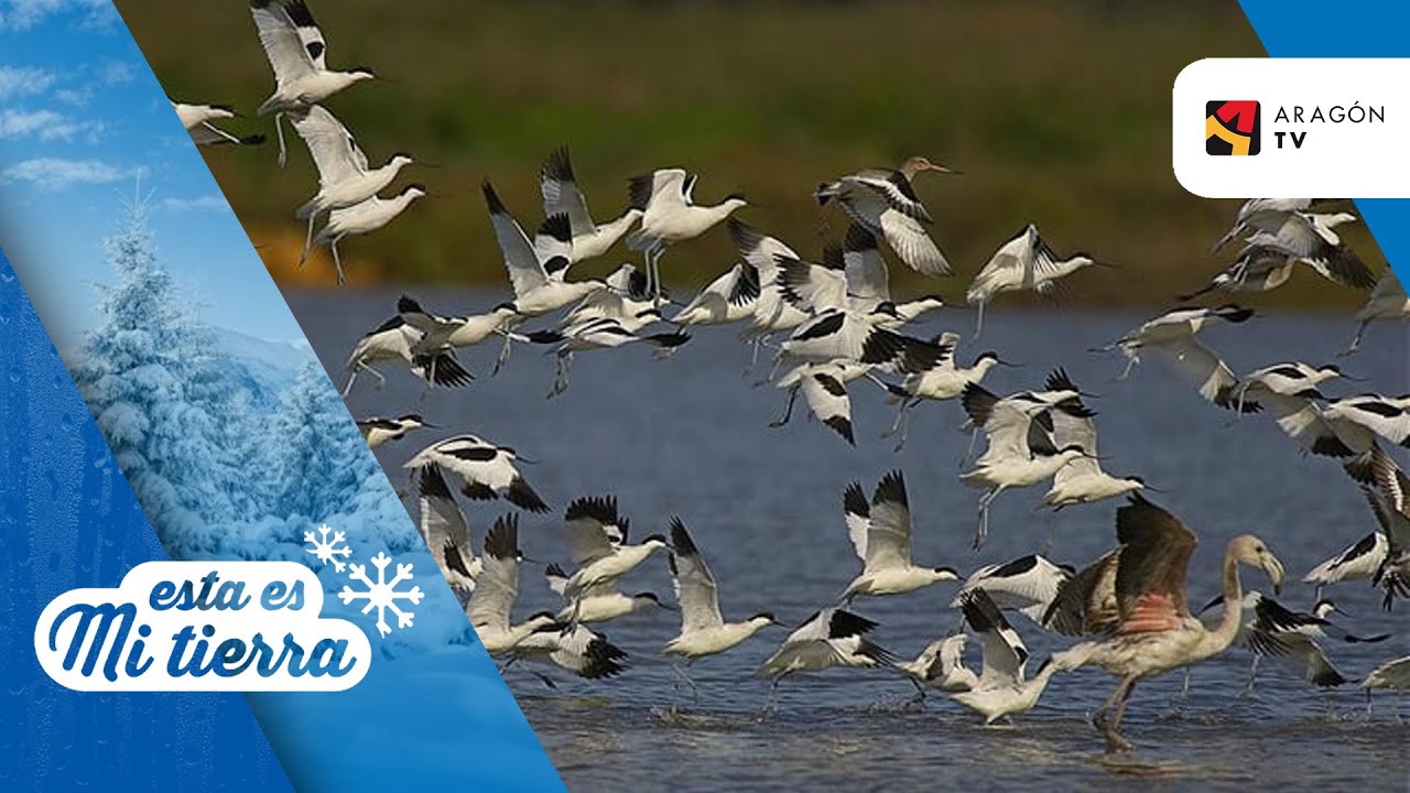 Las aves del Parque Nacional de Doñana