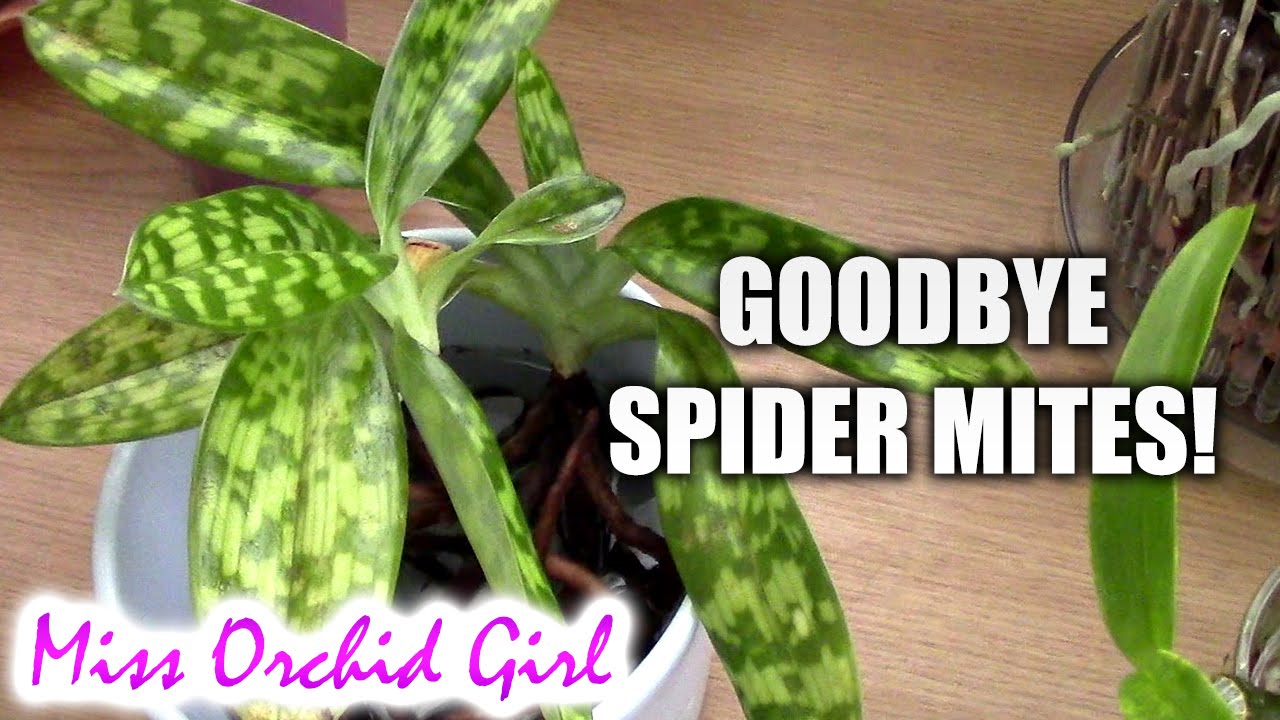 Getting rid of spider mites on Orchids once and for all!