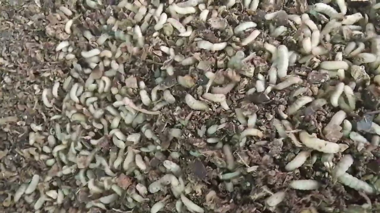 Our Result of Feeding BSF Larvae with 100% Cassava Peels | Cheapest Waste for BSFL #bsflarvaefeeding