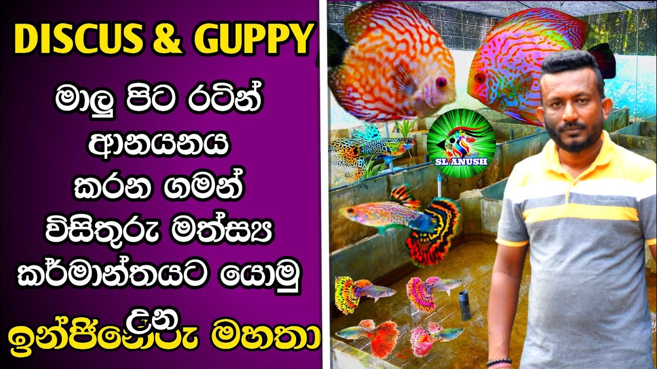 FISH farm in SRI LANKA | DISCUSS | GUPPIES | Discus & Guppy farming | sl anush |