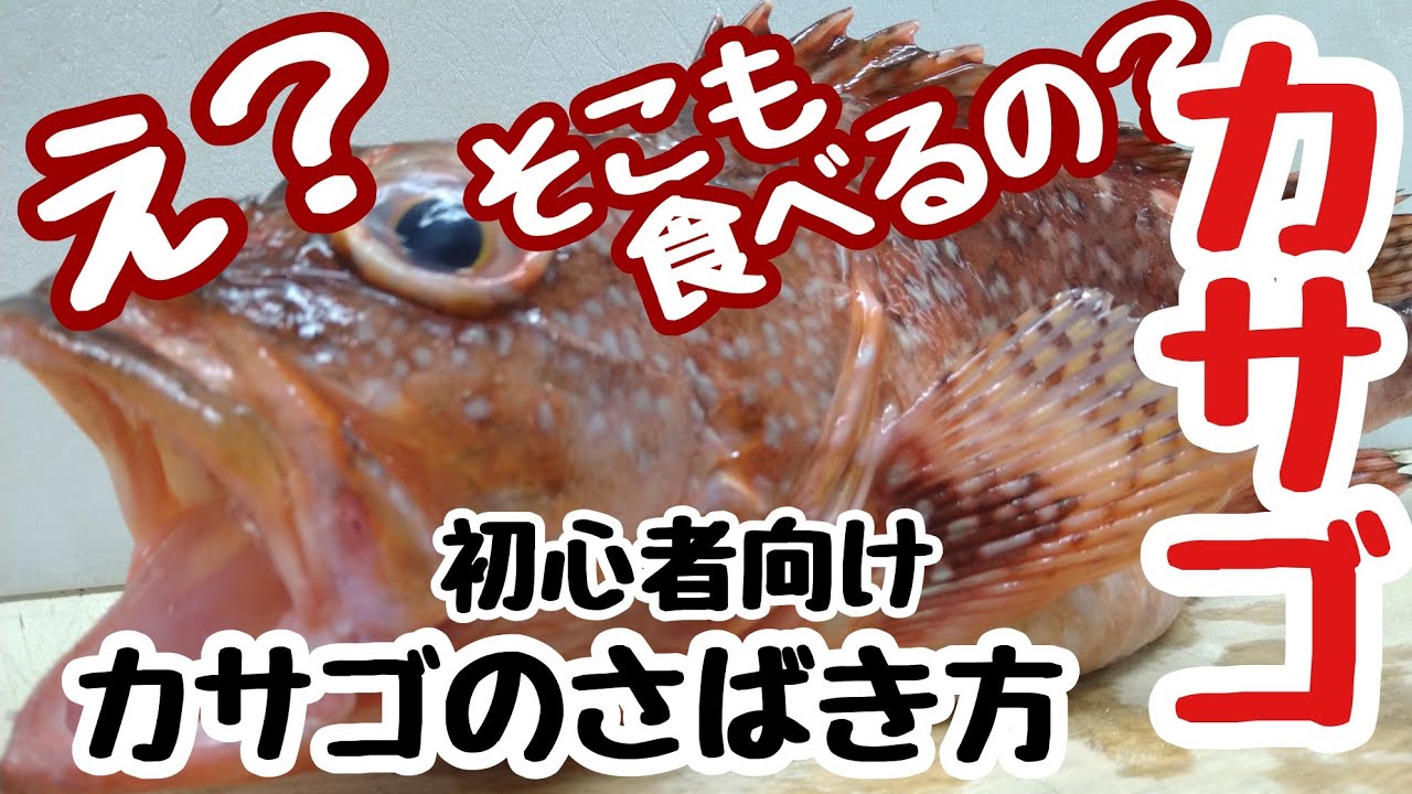 【カサゴ】初心者向け　カサゴさばき方からお刺し身まで - How to filet Japanese Stingfish -