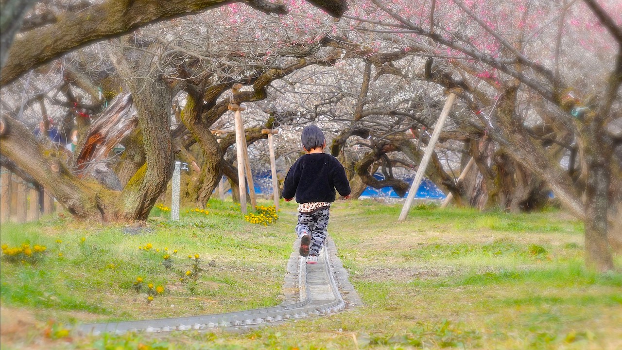 越生梅林　〜2026年2月24日〜