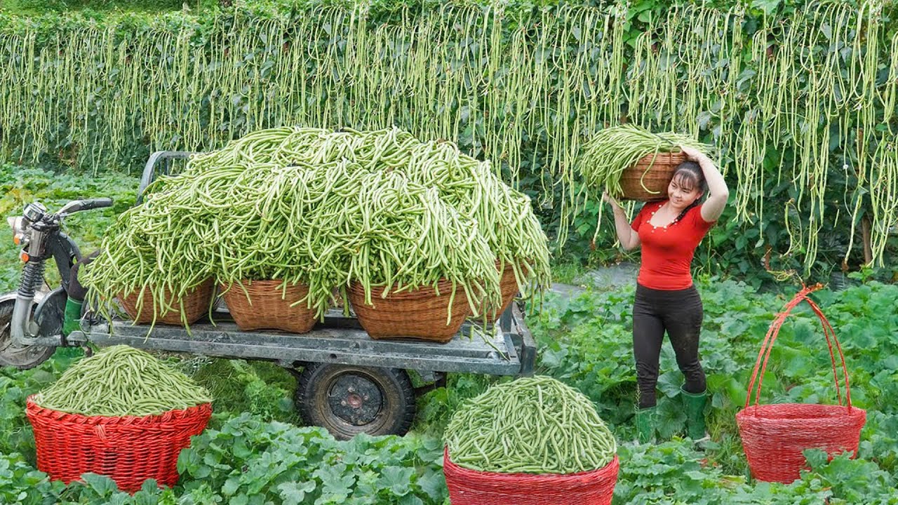 3-Wheel Truck Transports 1000kg Long Beans – Amazing Day at Rural Farm Market