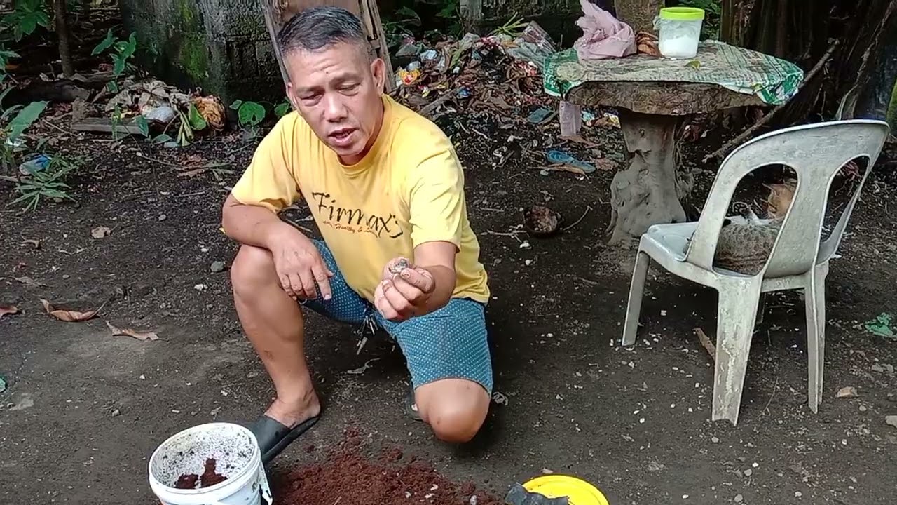 Mabisang Pamain sa Igat, Dalag at Hito