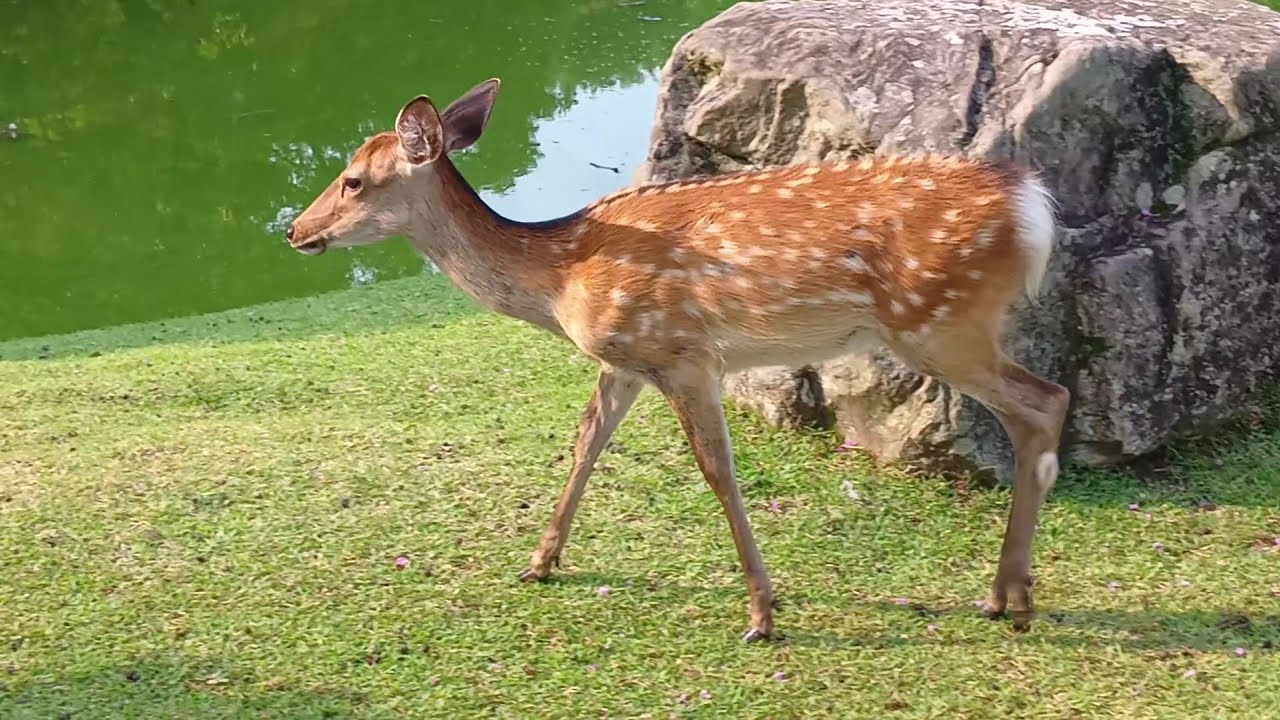 The deer of Nara Park #140 奈良公園の鹿さん