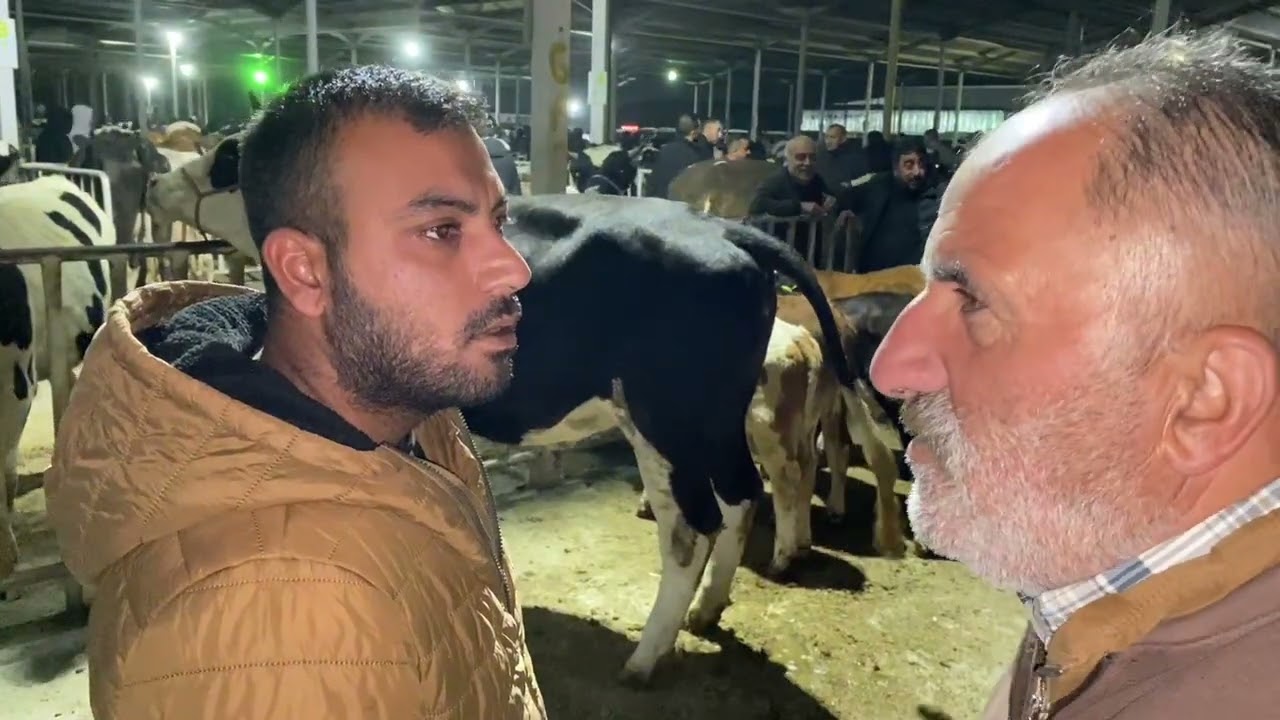 AKSARAY TİCARET BORSASI CANLI HAYVAN PAZARI .!!! Kapıda Veli Emmi 23 Eylül 