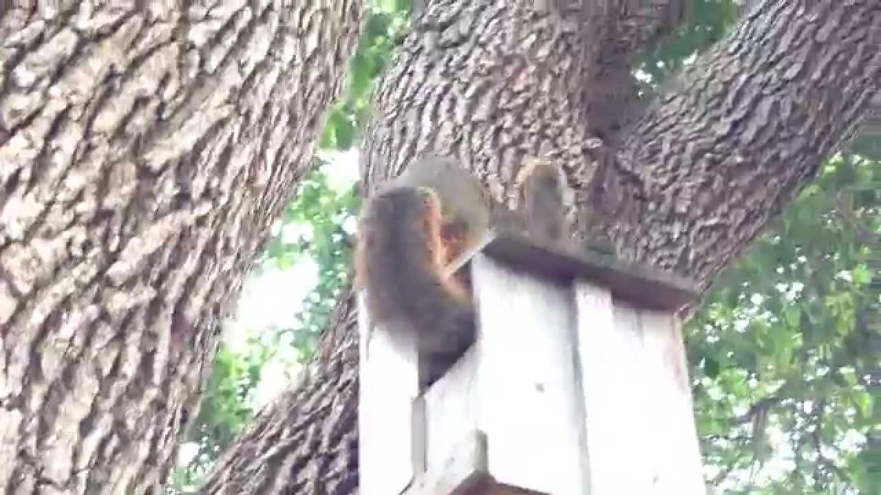 Mamma squirrel moves baby #4