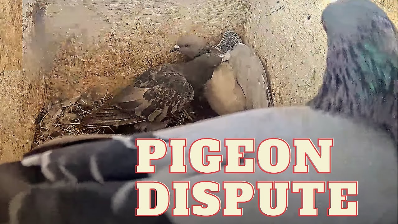 WOW. Huge pigeon territorial fight over the nest site.