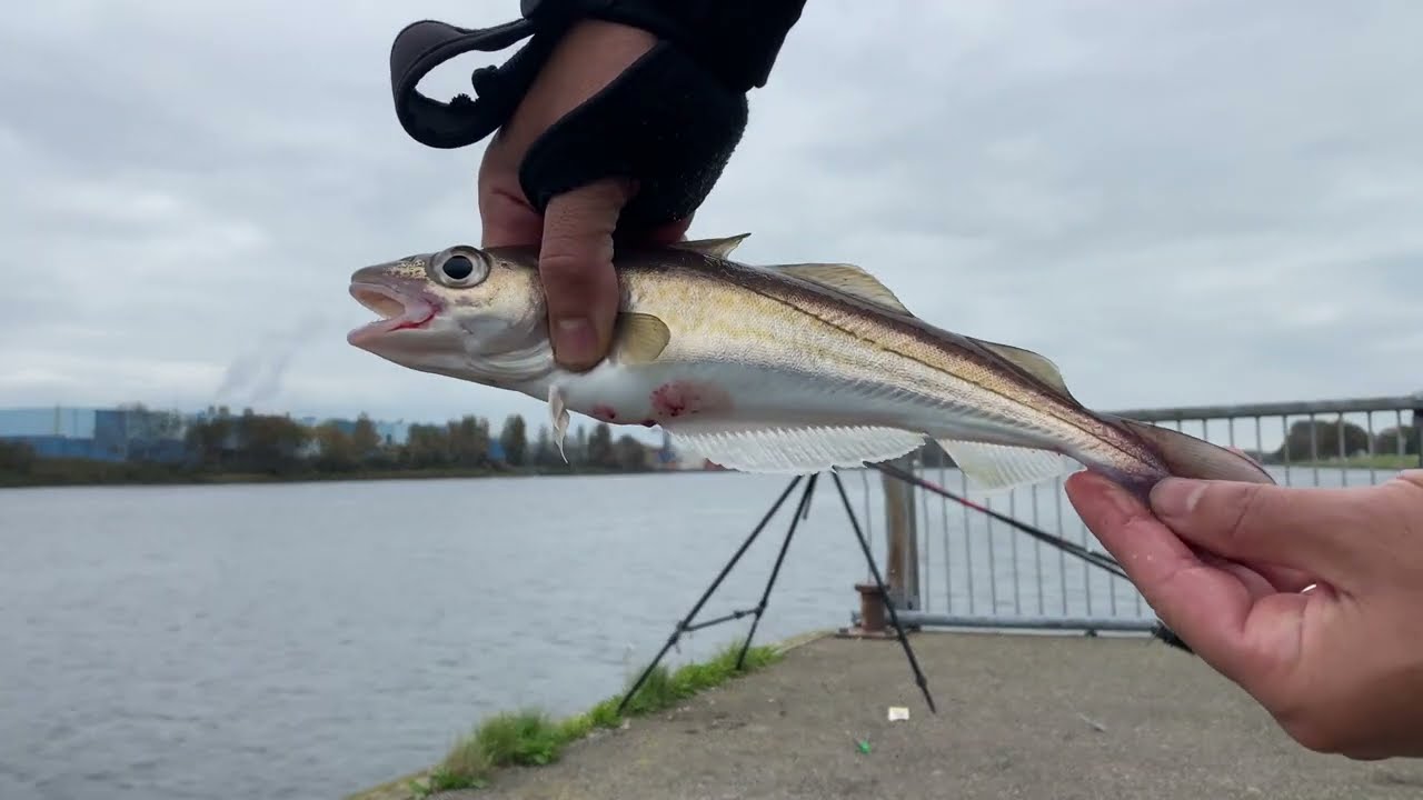 قوة طعم دودة بحر  wijting vissen 🎣 