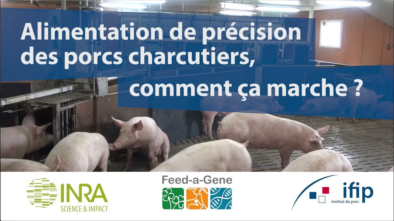 Alimentation de pr&eacute;cision des porcs charcutiers : comment &ccedil;a marche ?