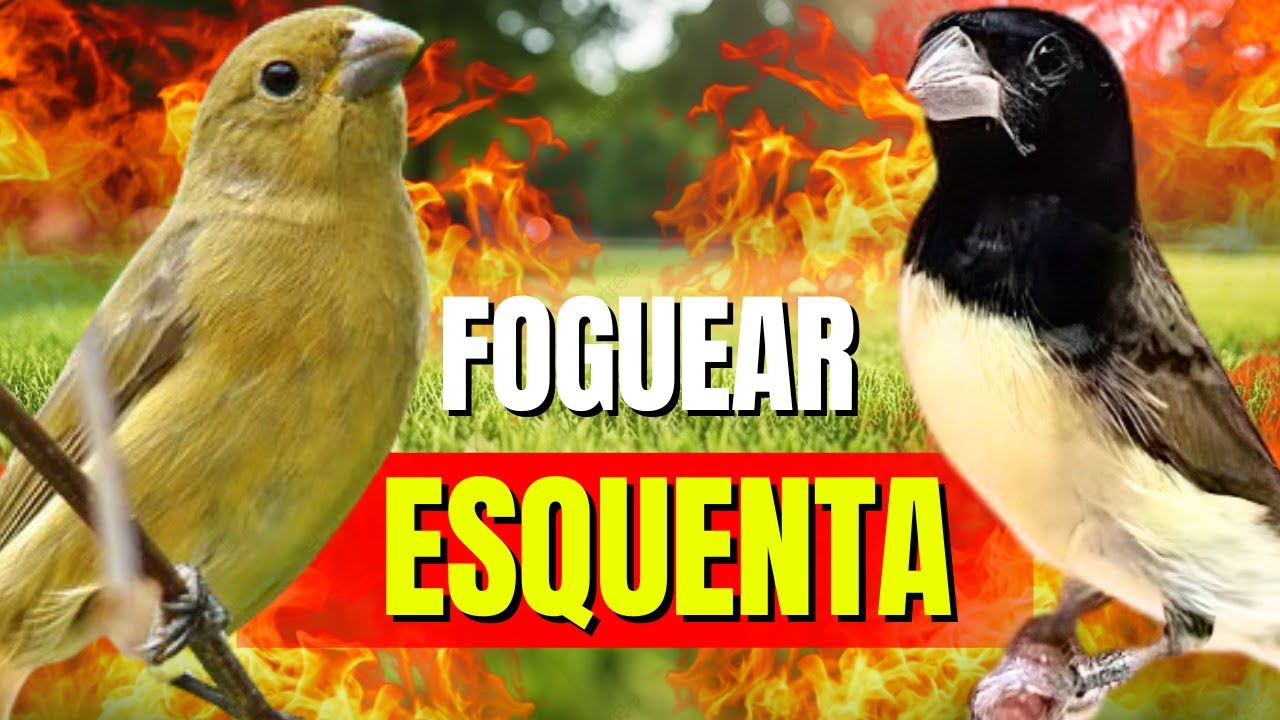 PAPA CAPIM VIVITI E PIADO DE FEMEA. MUITA FIBRA ESFOGUIE O SEU.PARA ESQUENTAR PAPACAPIM VIVITI