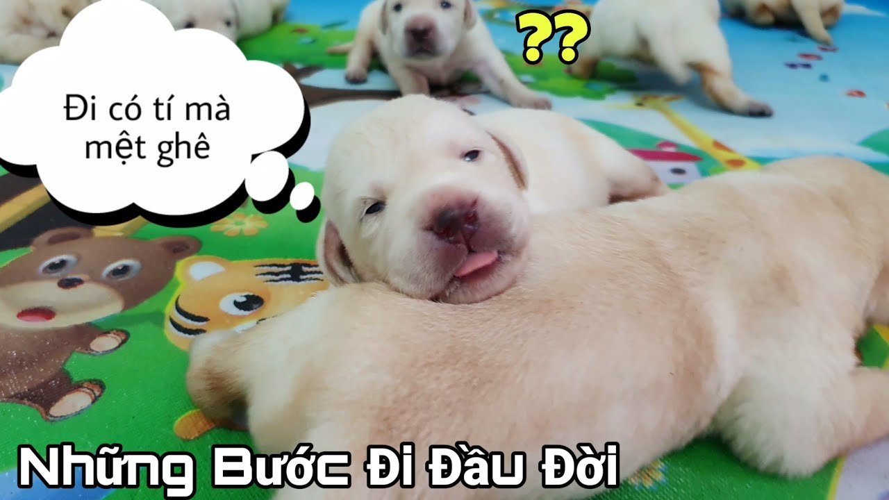 Ngày 13 | Cún Con Chập Chững Tập Đi | My Puppies Learn to Walk for the first time