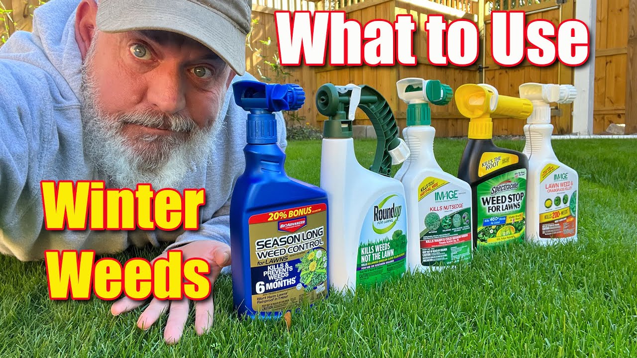 Killing Winter Lawn Weeds Warm and Cool Season Grasses