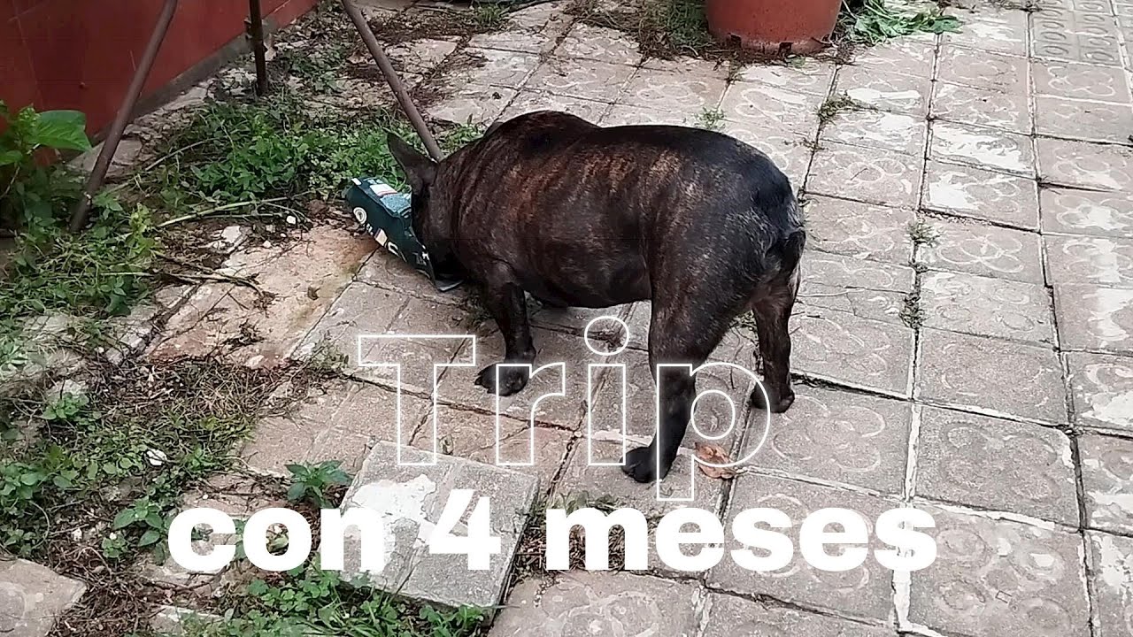 Trip con 4 meses sale a pasear  (2024) #buldoguefrances