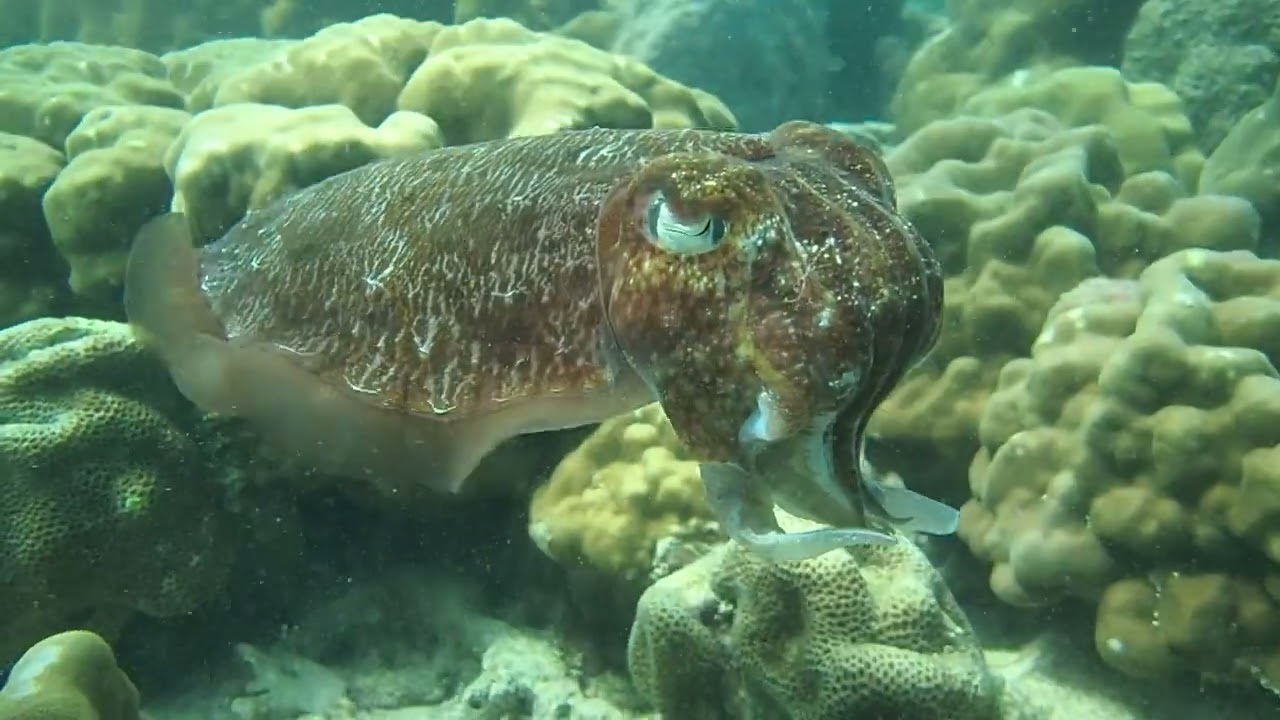 น้องหมึกสายลับ | Scuba diving