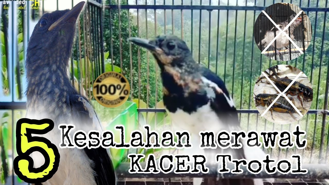 kesalahan merawat kacer trotol ||BAIK DAN BENAR