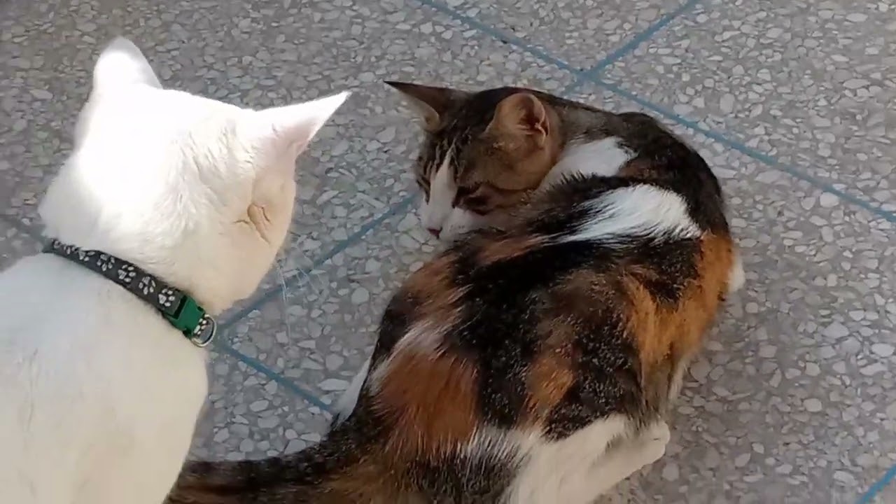 Cats during mating 🐈🐈❤️✨