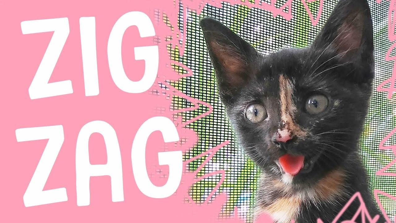 MEET ZIG ZAG - The Happiest Kitten Ever!